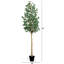 96 plantes