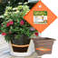 Boîte à fleurs Ups-A-Daisy-11266834