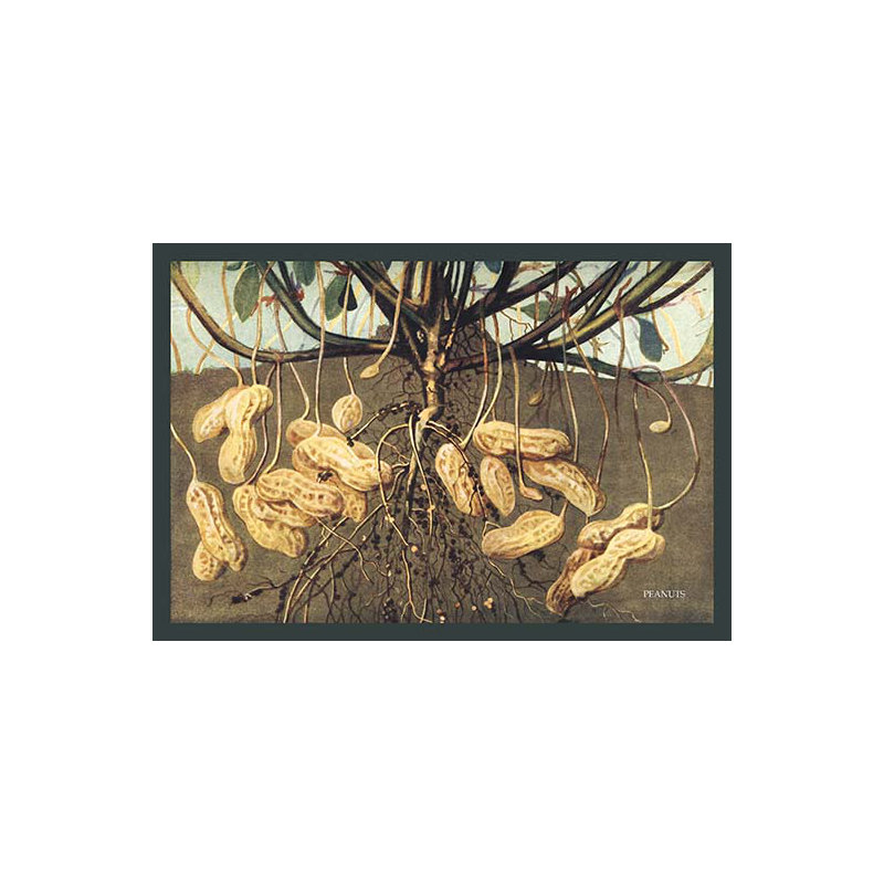 « arachides »-impression sur toile tendue