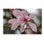 «Magnolia» par Pierre Leclerc - reproduction de photo sur toile tendue-1207386216