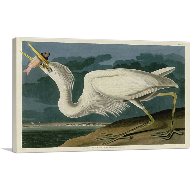 «Great White Heron» par James Audubon, reproduction d'art sur toile tendue, H 12 po x l 18 po x P 0,75 po
