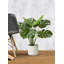 Plante en pot 21 "Evergreen-1974458980