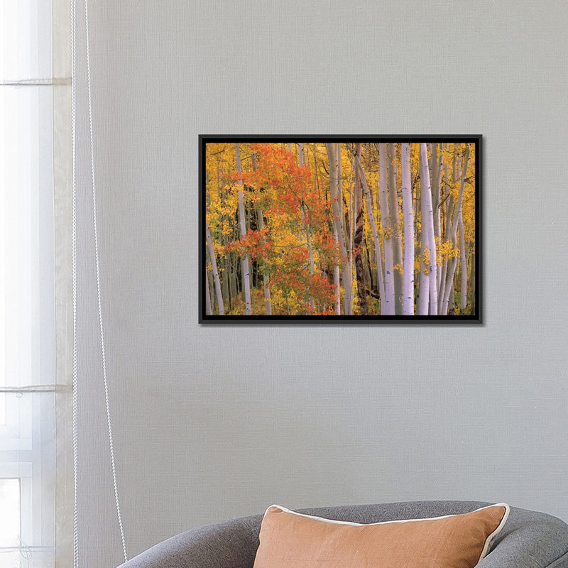 «Aspens at Independence Pass, Colorado» par Tim Fitzharris, reproduction de photo sur toile, H 12 po x l 18 po x P 1,5 po
