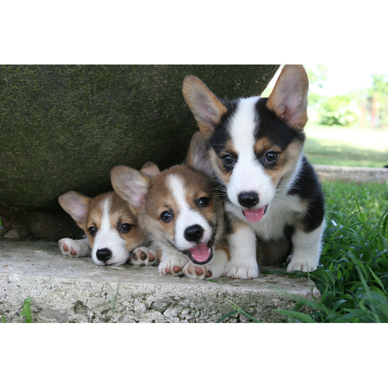Corgie Pups by Hoovie918 - Wrapped Canvas Print, 61cm H x 91cm W x 3.8cm D