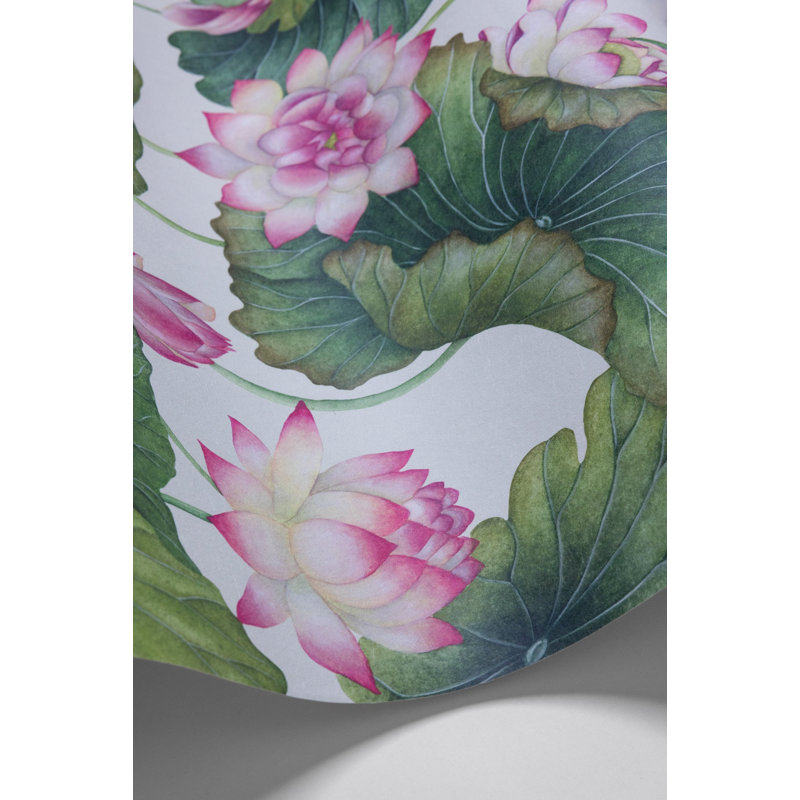 Lily Lotus, Pink/White