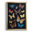 Collectionner Flutter IV encadré sur papier-952381094-952381090