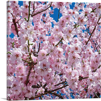 Orchard Tree Blossoms - Reproduction de photo sur toile tendue