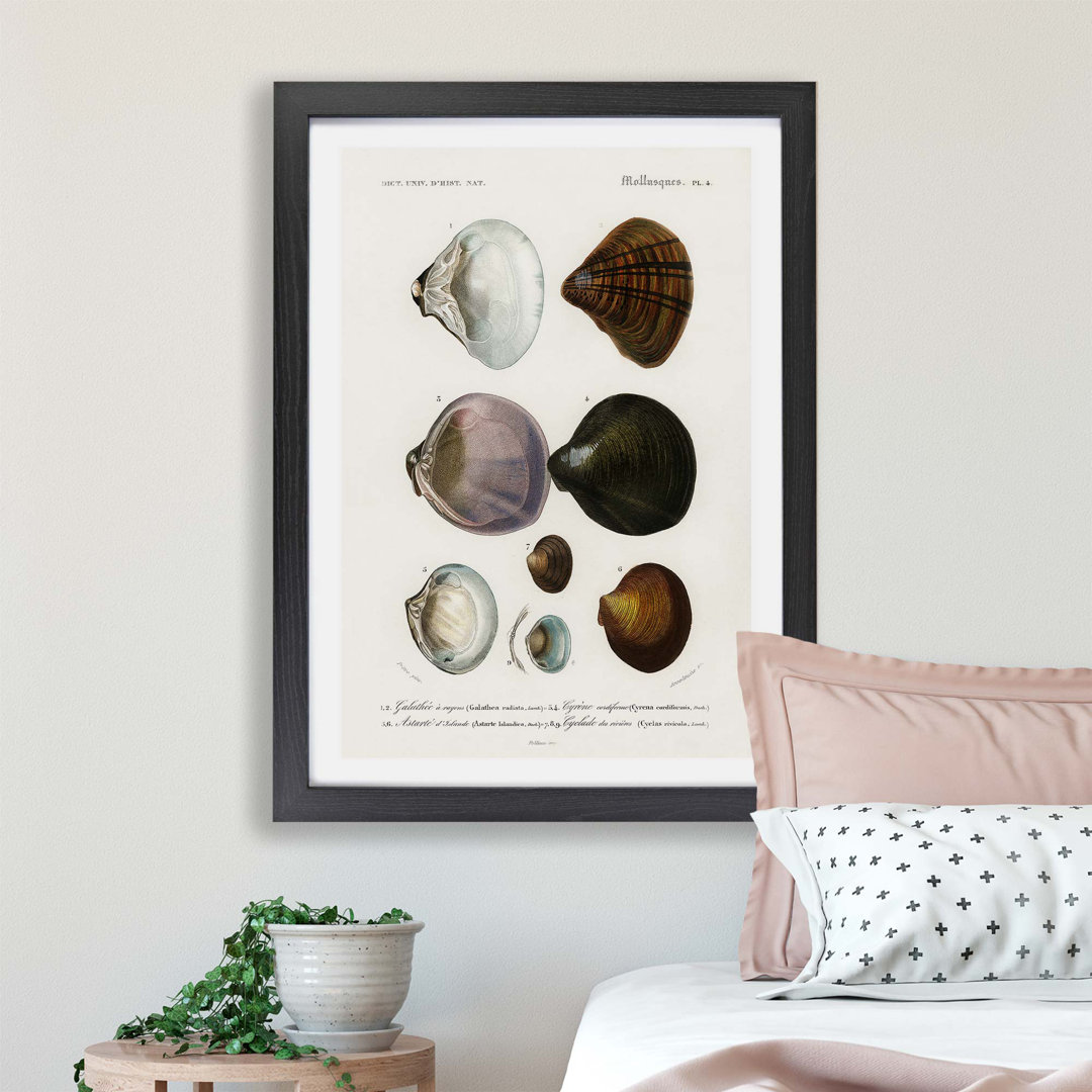 'Mollusc Shell Illustrations PL. 4' by Charles d' Orbigny - Picture Frame Painting Print on Paper