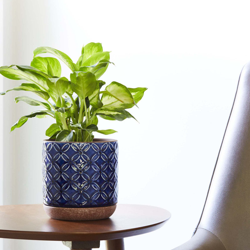 5.9 Inch Griffy Planter, 6.1" H x 5.9" W x 5.9" D