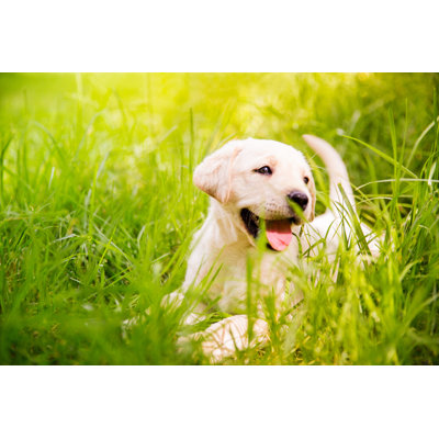 Labrador Puppy  in The Grass by Wundervisuals