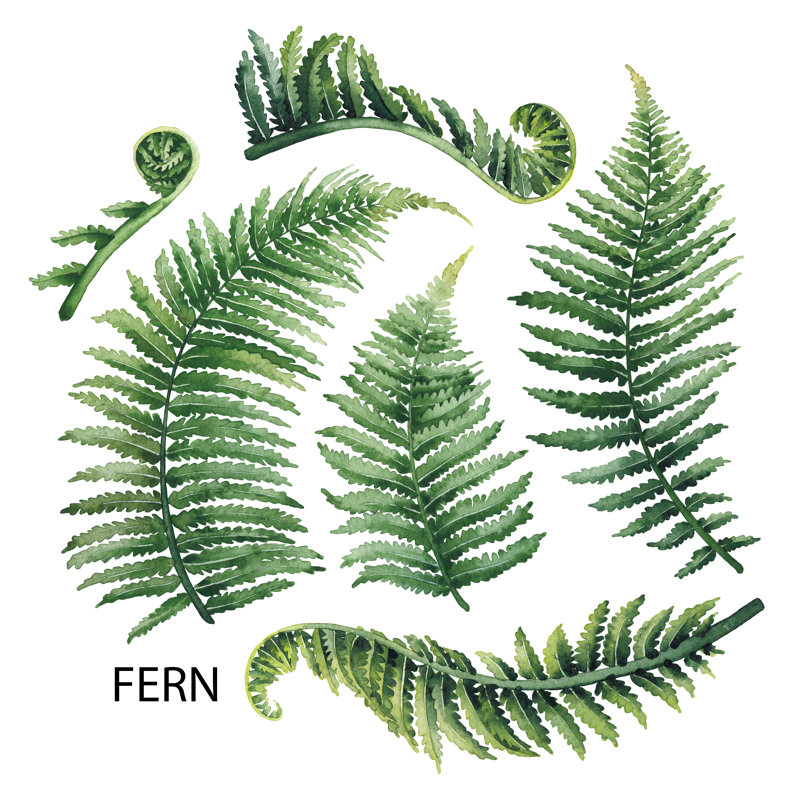 Watercolor Fern Leaves by Ezumeimages - Wrapped Canvas Print, 51cm H x 51cm W x 3.8cm D