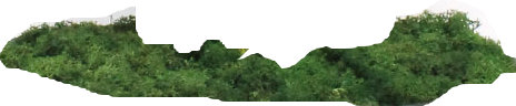 Bonsai Topiary in Wood Planter