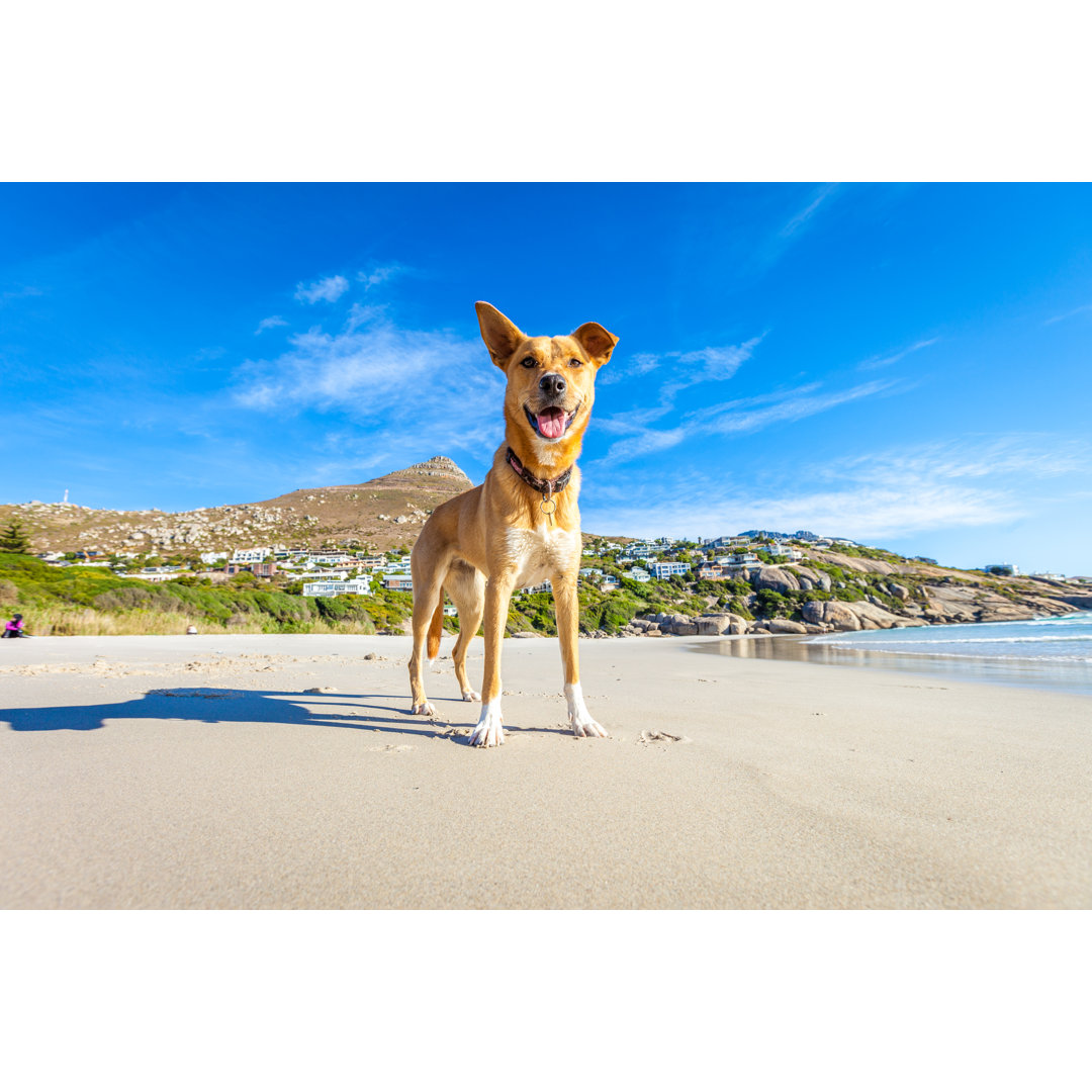 Leinwandbild Hund beim Spielen am Strand