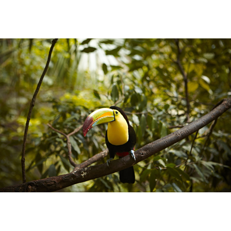 Keel Billed Toucan by Maodesign, 8" H x 12" W