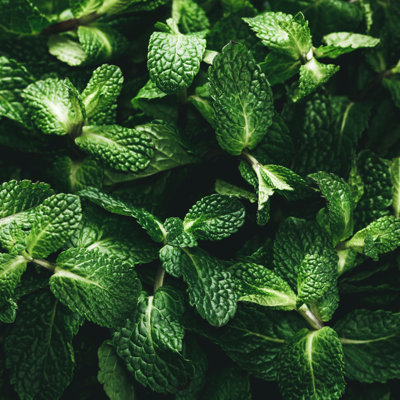 Fresh Green Mint - Wrapped Canvas Print