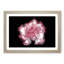 Pink Carnation Flower in Abstract - Framed Print-55768764-55768765