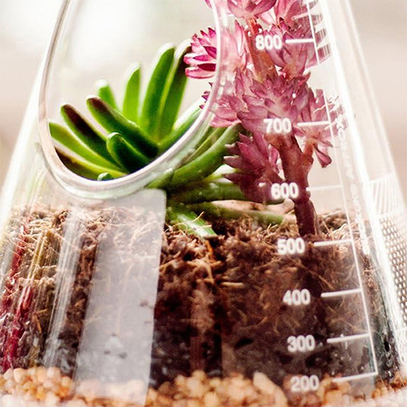 Glass Terrarium