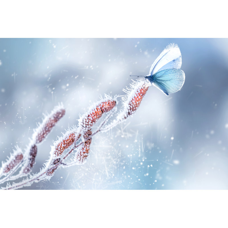 Jadam Delicate Fragile Butterfly by Delbars - Wrapped Canvas Print, 30cm H x 46cm W x 3.8cm D