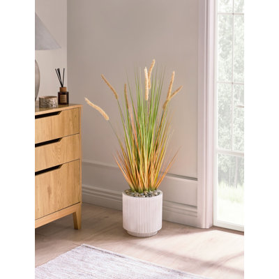 Annleigh 90cm Plant