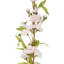 Fiori Cherry Blossom Arrangement