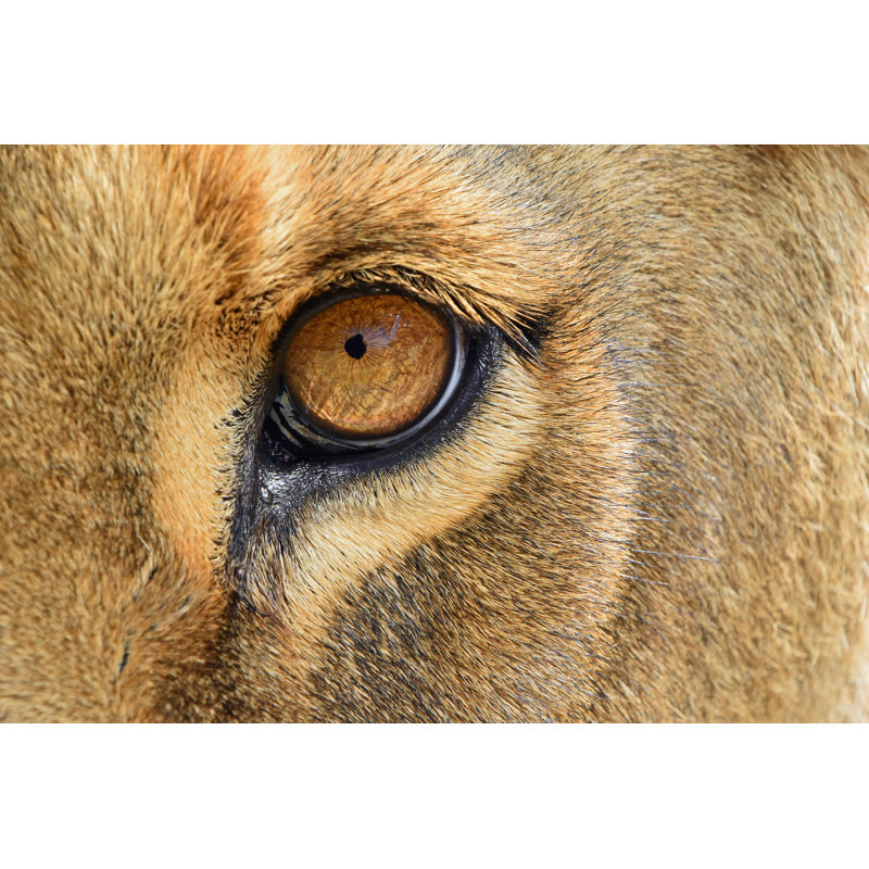 Œil de la lionne par Breakingthewalls - Photographie sur toile tendue, L 12 po x H 8 po