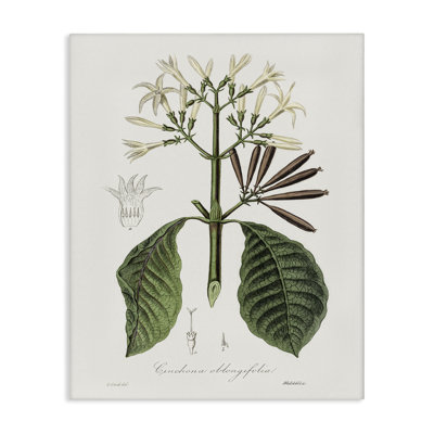 Toile rétro vintage Flora Study, conception par CAD Designs