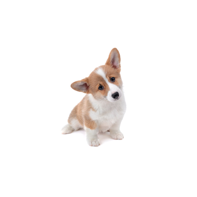 Cute Face Corgi Puppy Sitting by Kreinick - Wrapped Canvas Print, 51cm H x 76cm W x 3.8cm D	