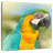 Brampt Parrot-109391535