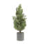 Pin en pot