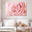 Rose fraîche Harnek-107471634