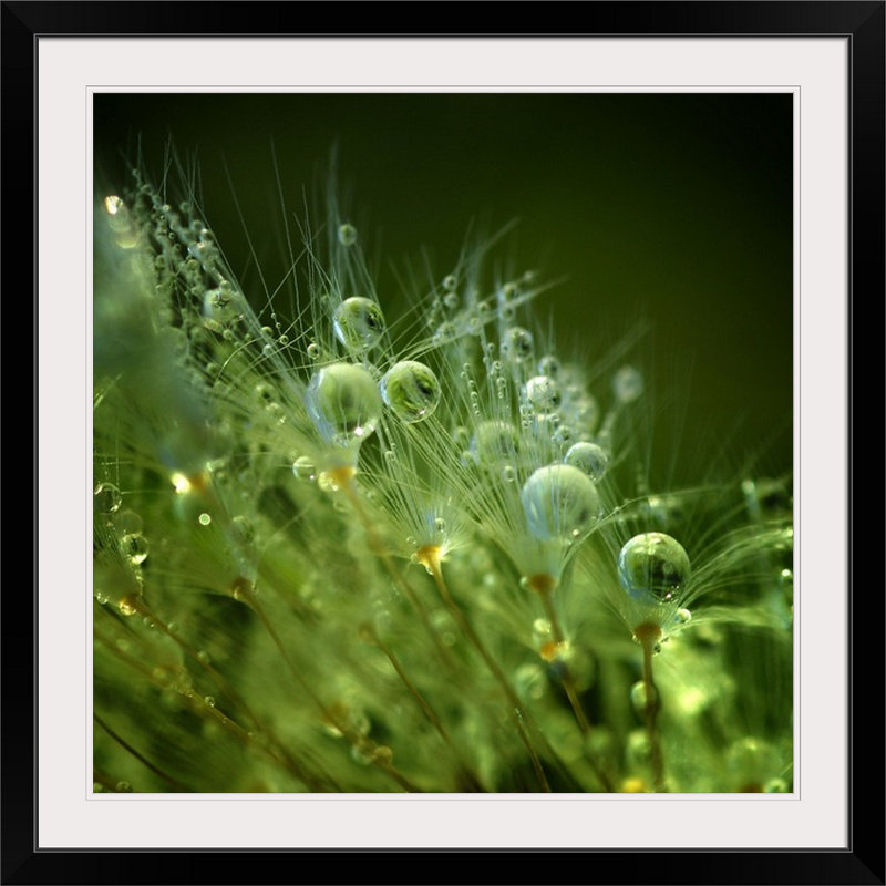 «Straub Morning Pearls» par Norbert Maier - reproduction de photo, H 24 po x l 24 po x P 1 po, Cadre noir
