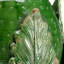 Sculpture artichaut-64427537-31222088