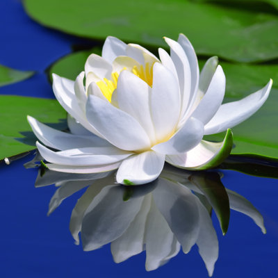 Lys blanc sur le lac - Photographie sur toile tendue