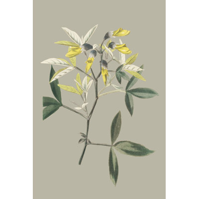 Botanical Cabinet VI