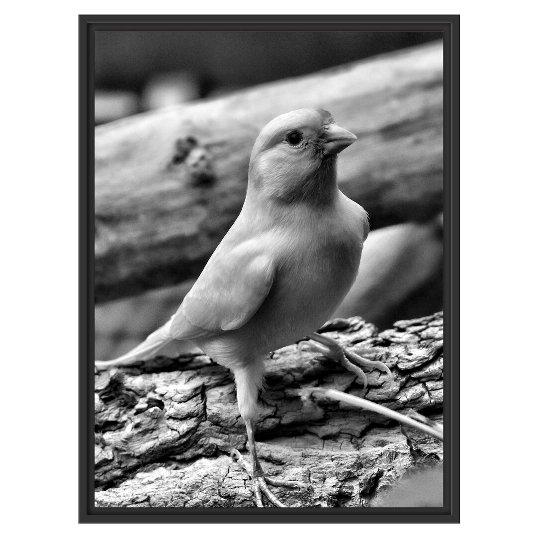 Gerahmtes Wandbild kleiner wachsamer Kanarienvogel