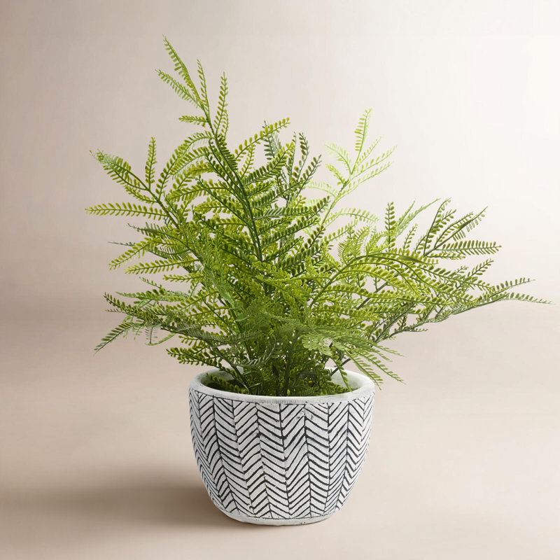 Mini Fern in Ceramic Planter