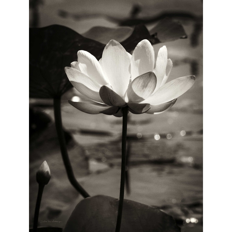 Fleur de lotus 9 - Photographie sur toile tendue, H 40 po x l 30 po