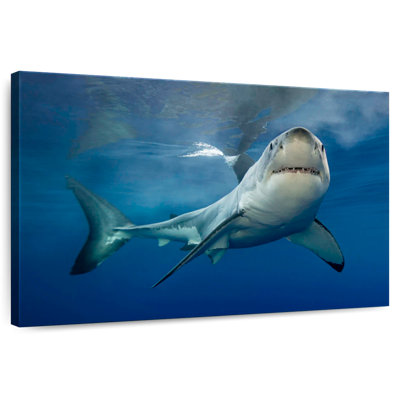 Brampt Shark Pursuit