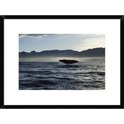 " Sperm Whale Tail, New Zealand "