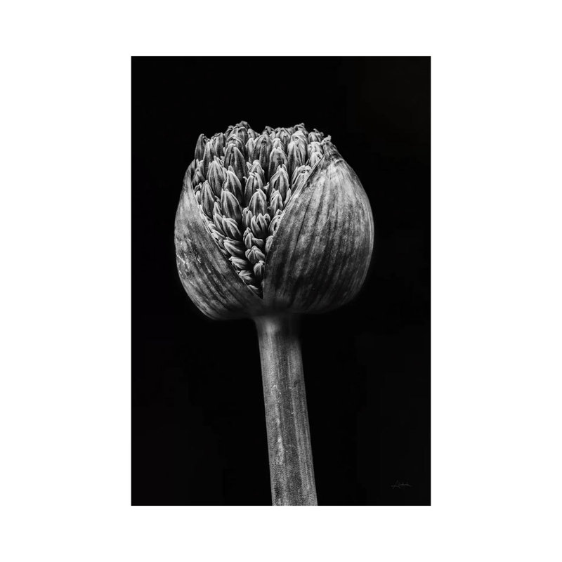 Allium I by Aledanda - Wrapped Canvas Print, 20.32 cm H x 30.48 cm W