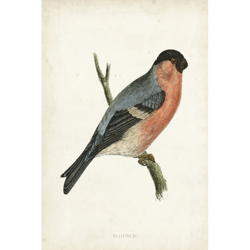 Morris Bullfinch - Wrapped Canvas Print, 91cm H x 61cm W