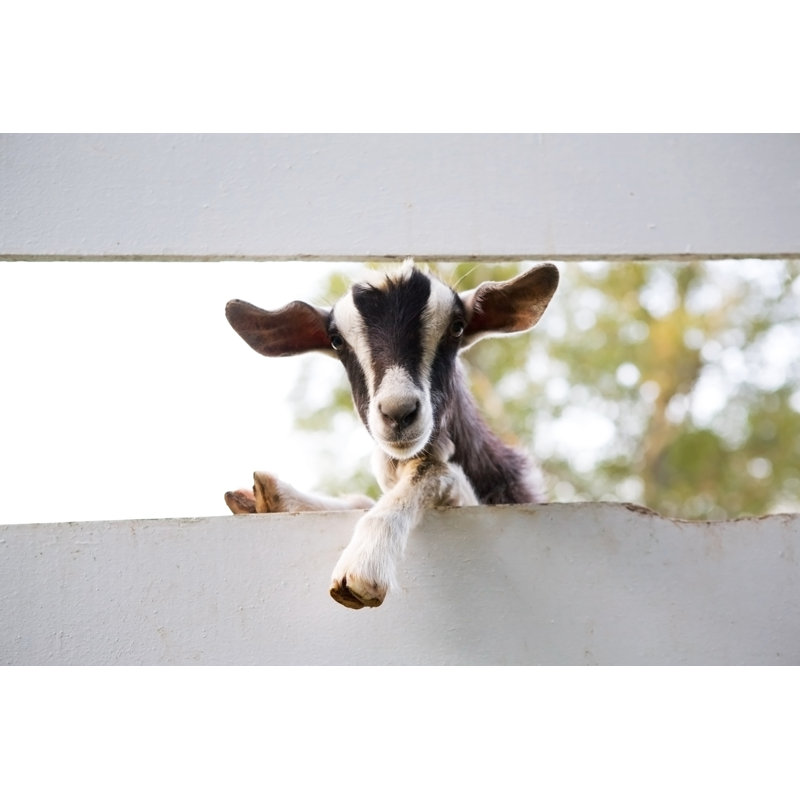 Goat Between Fences by Nikidavison, 8" H x 12" W