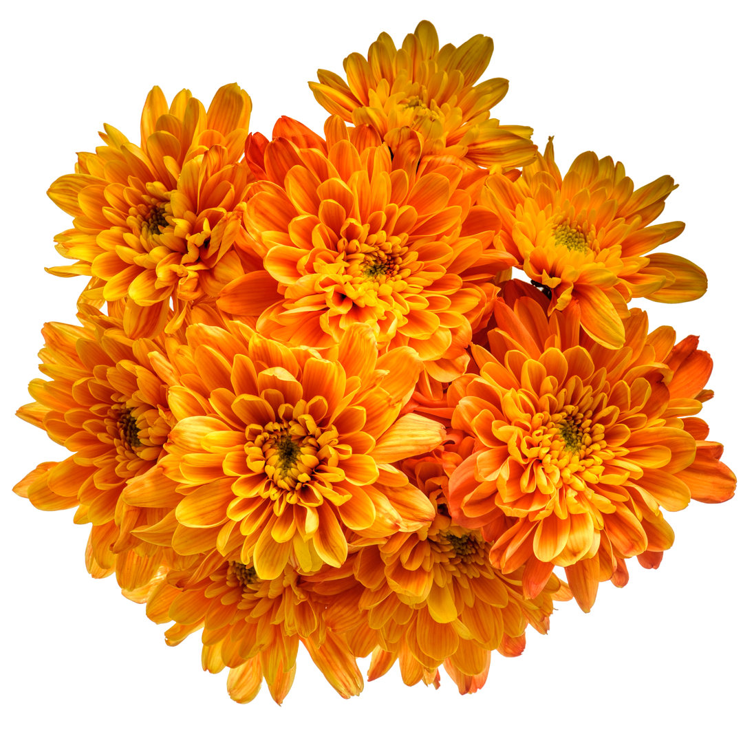 Latanya Orange Chrysanthemen von Taratata - Foto auf Leinwand