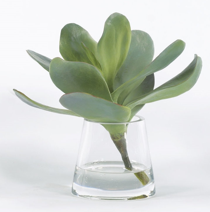 Plante grasse dans un vase en verre