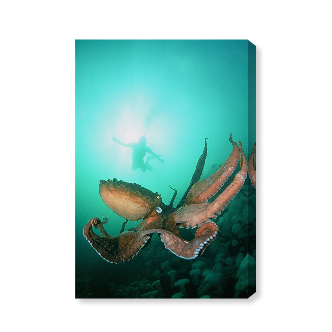 Giant Pacific Octopus by David Fleetham - Wrapped Canvas Photograph Print
