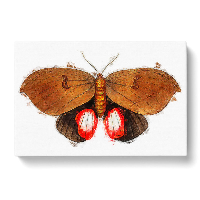 Augusta Moth by George Shaw - Wrapped Canvas Painting Pint - Wrapped Canvas, 40cm H x 60cm W x 3cm D