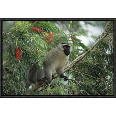 Bless International Black-faced Vervet Monkey Framed On Canvas Print 