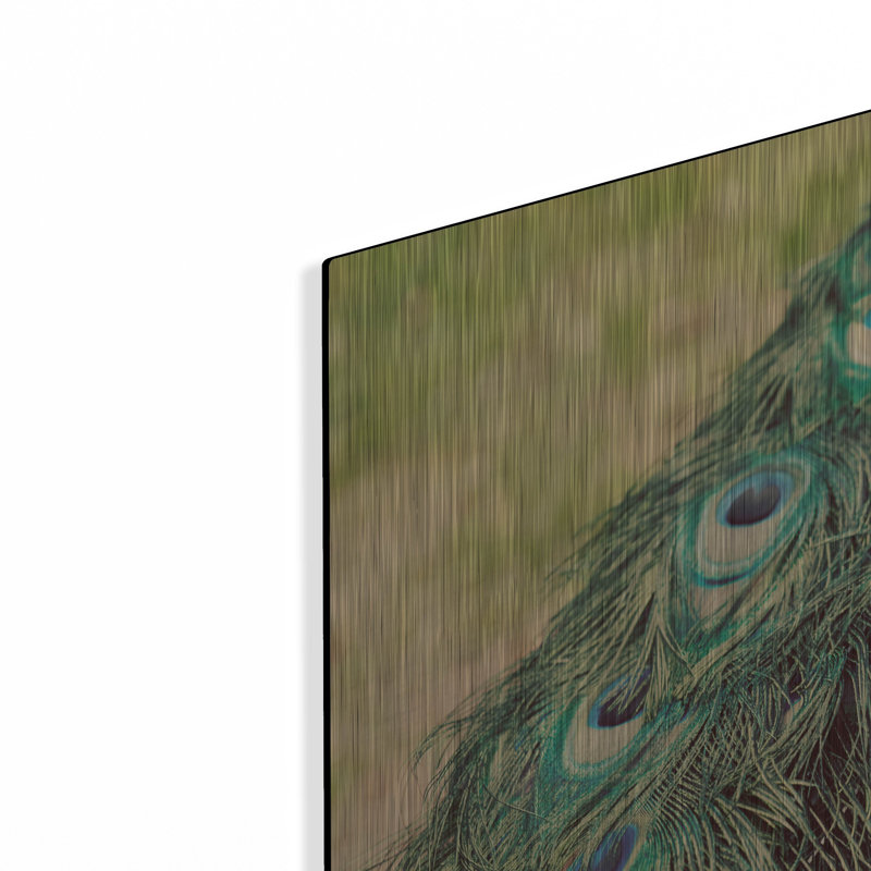 «Peacock Feather Tail 01» par Tom Quartermaine, art mural en métal, H 12 po x l 16 po