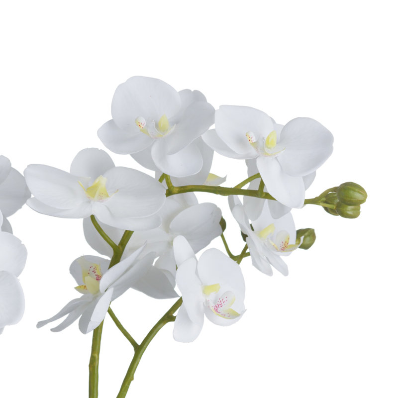 Orchid Arrangement in Vase