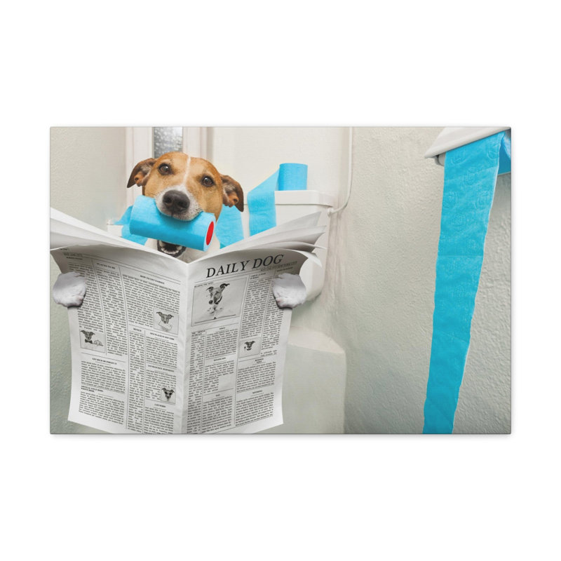 Jack Russell Terrier, H 20 po x l 20 po